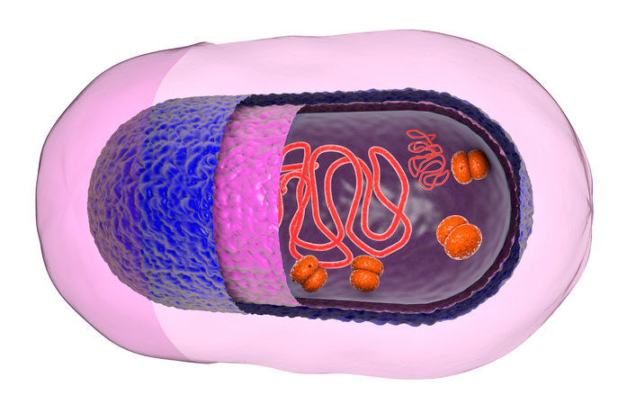 "Structure of a bacteria cell
